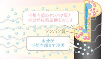 水分が髪内部まで浸透し、しっかり定着